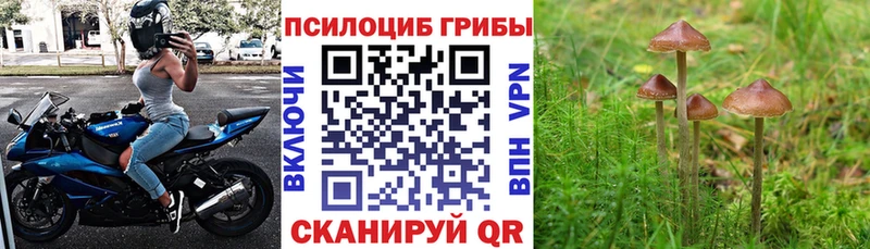 купить наркотики сайты Княгинино Псилоцибиновые грибы GOLDEN TEACHER